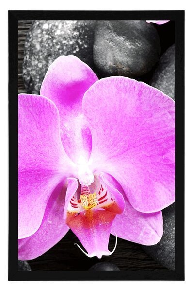 Plakat piękna orchidea i kamienie