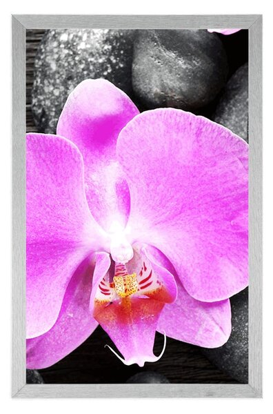 Plakat piękna orchidea i kamienie
