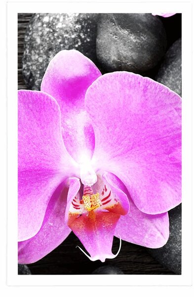 Plakat piękna orchidea i kamienie