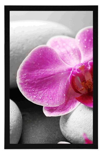 Plakat kwiaty orchidei na białych kamieniach