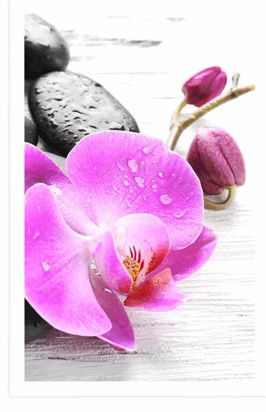 Plakat magiczna gra kamieni i orchidei