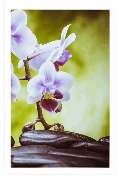 Plakat kamienie zen i orchidea