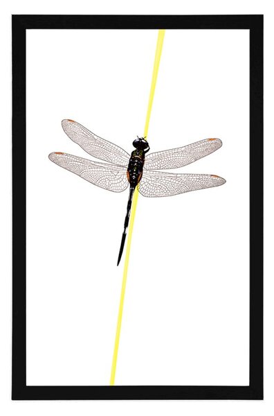 Plakat urok ważki