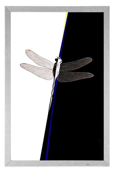 Plakat symetria ważki