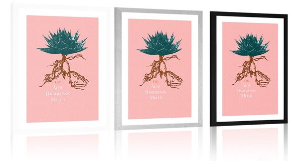 Plakat passepartoutz napisem Aloe Barbadensis Miller