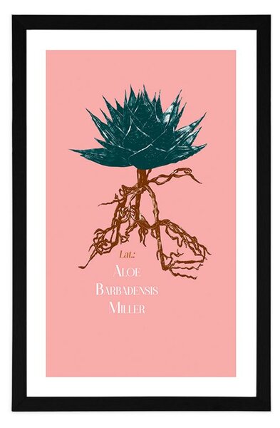Plakat passepartoutz napisem Aloe Barbadensis Miller