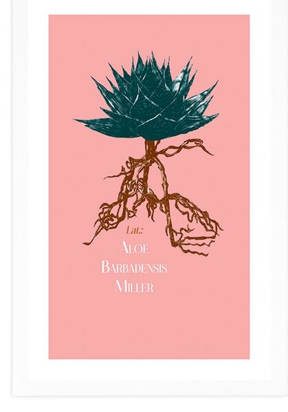 Plakat passepartoutz napisem Aloe Barbadensis Miller