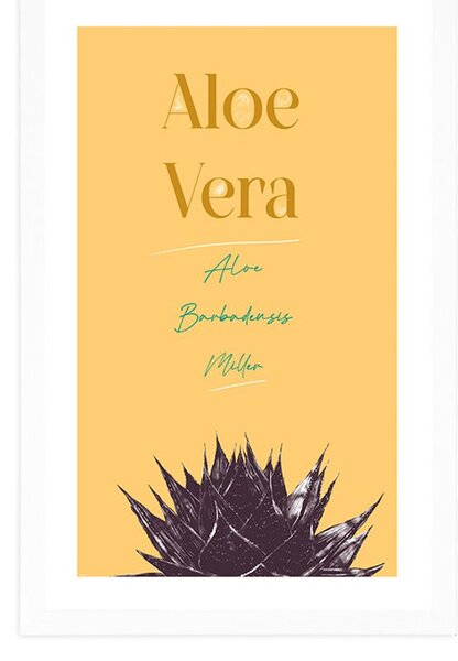 Plakat passepartout ze stylowym napisem Aloe Vera