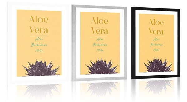 Plakat passepartout ze stylowym napisem Aloe Vera