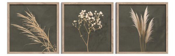 Obrazy zestaw 3 szt. 30x30 cm Pampas – Styler