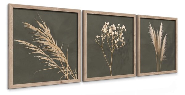 Obrazy zestaw 3 szt. 30x30 cm Pampas – Styler