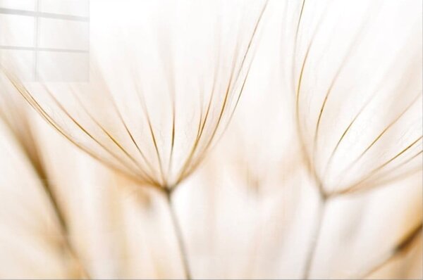 Szklany obraz 100x70 cm Fluff – Wallity