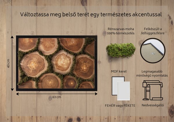 Obraz mech Przekrój pnia