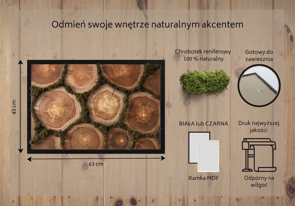Obraz mech Przekrój pnia