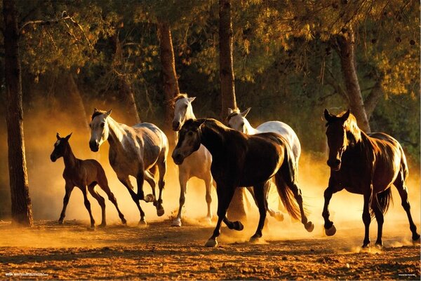 Plakat, Obraz Horses Andaluces, (91.5 x 61 cm)