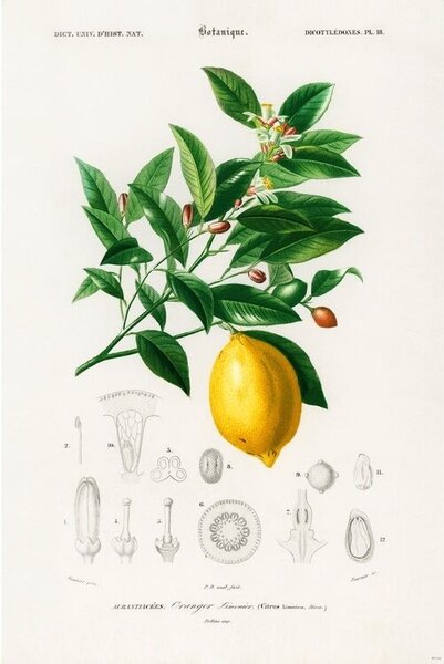 Plakat, Obraz Charles Dessalines d Orbigny - Citrus Limonium