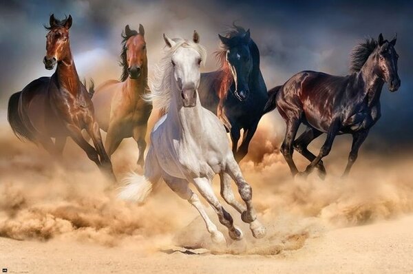 Plakat, Obraz Konie - Five horses