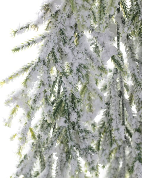 Gałązka White Pine 66cm