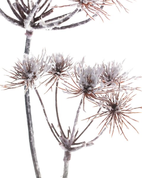 Gałązka Thistle white 100cm