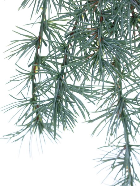 Gałązka Christmas Tree 30x2x60cm light green