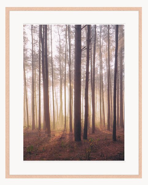 Oprawiony druk cyfrowy Into The Foggy Woods