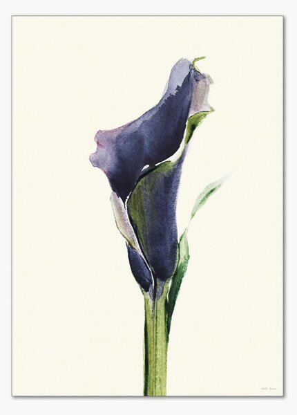 Plakat Calla Nero 1