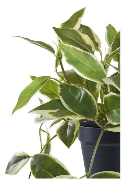 Sztuczna roślina (wysokość 33 cm) Hoya Carnosa – House Nordic