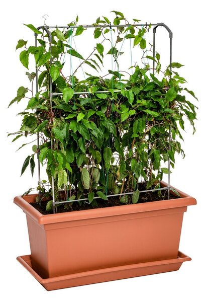 Gardenico Podpórka pionowa Green Wall Magnus, 80 cm, 80 cm