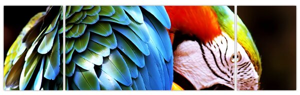 Obraz - Papuga (170x50 cm)