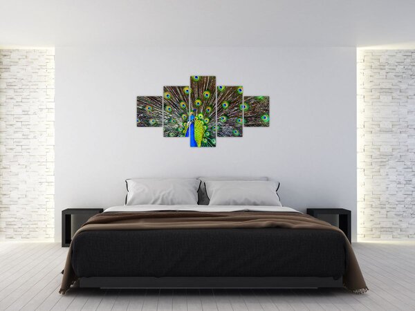 Obraz - Paw (125x70 cm)