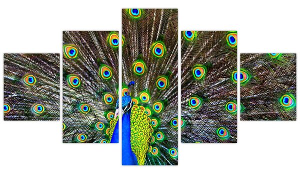 Obraz - Paw (125x70 cm)