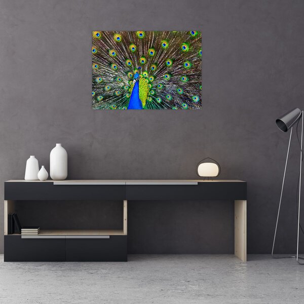 Obraz - Paw (70x50 cm)