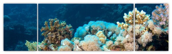 Obraz - W oceanie (170x50 cm)