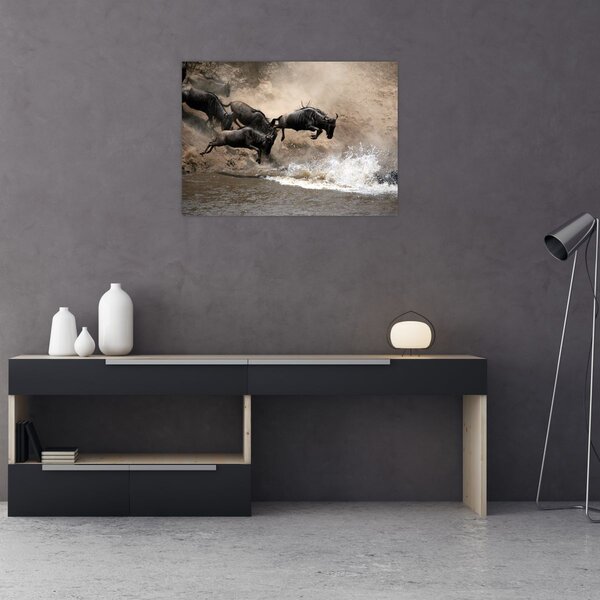 Obraz - Stado antylop gnu (70x50 cm)
