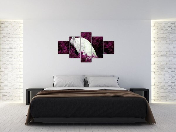 Obraz - Biały paw (125x70 cm)