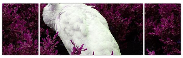 Obraz - Biały paw (170x50 cm)