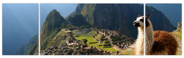Obraz - Lama i Machu Picchu (170x50 cm)