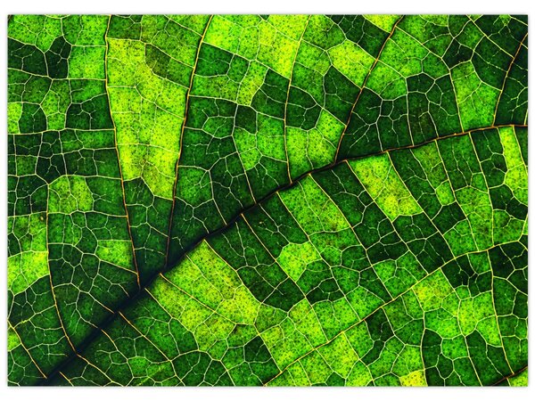 Obraz - Detal liścia (70x50 cm)