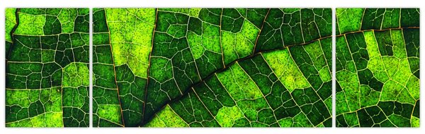 Obraz - Detal liścia (170x50 cm)