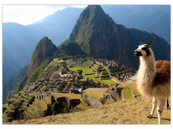 Obraz - Lama i Machu Picchu (70x50 cm)