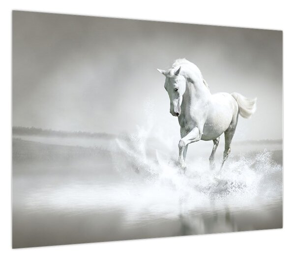 Obraz - Biały koń (70x50 cm)