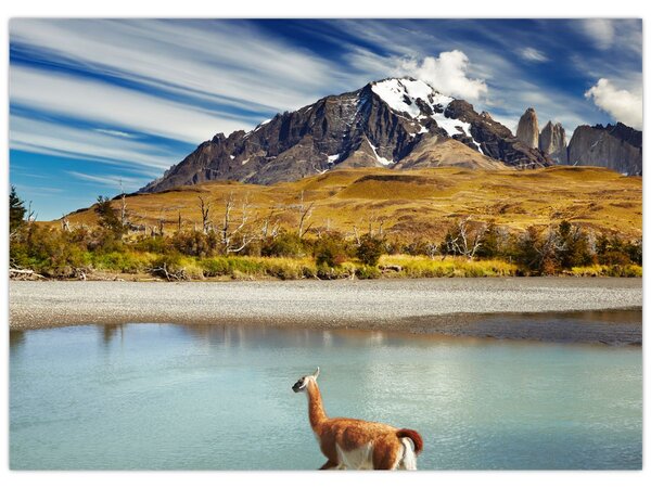 Obraz - Park Narodowy Torres del Paine (70x50 cm)