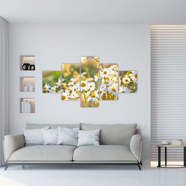 Obraz - Stokrotki (125x70 cm)