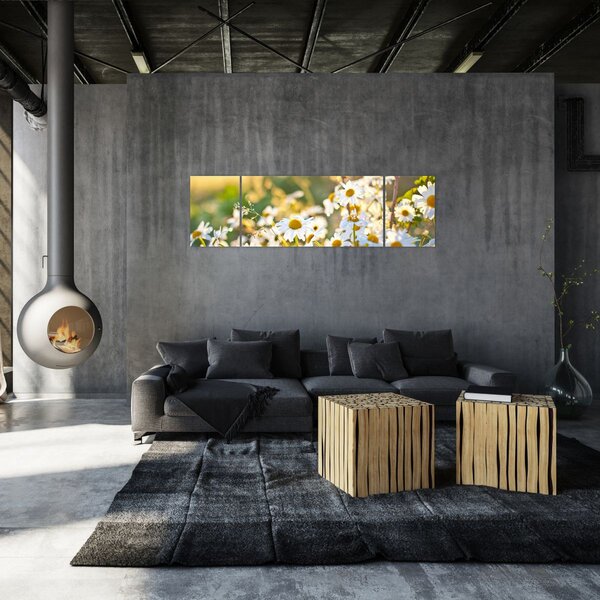Obraz - Stokrotki (170x50 cm)