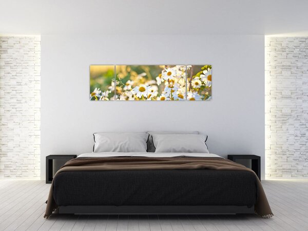 Obraz - Stokrotki (170x50 cm)