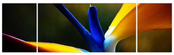 Obraz - Egzotyczny kwiat (170x50 cm)