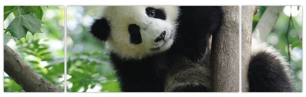 Obraz - Panda na drzewie (170x50 cm)