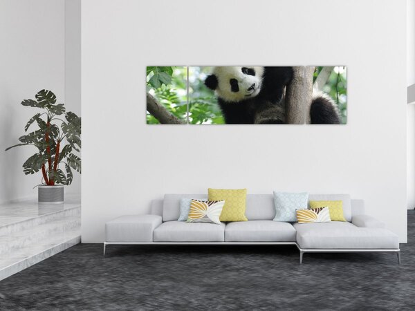 Obraz - Panda na drzewie (170x50 cm)
