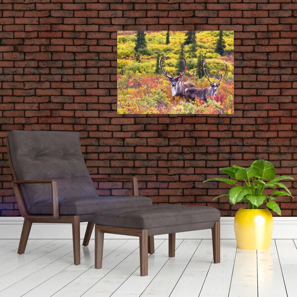 Obraz - Renifer tundrowy (70x50 cm)
