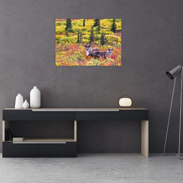 Obraz - Renifer tundrowy (70x50 cm)